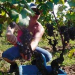 Harvest2011