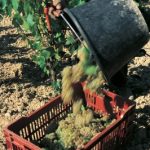 Vendanges bourgogne