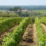 superficie vignoble superficie vignoble