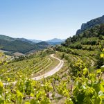 rhoneexport