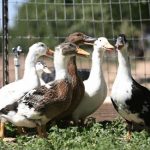 foiegrasvinscalifornie foiegrasvinscalifornie