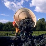 vendanges2012