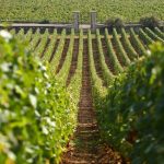 rendementsbourgogne