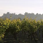 vigneslanguedoc