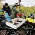 sauternesvendanges