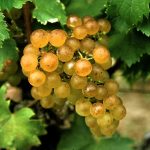 sauternesyquem sauternesyquem