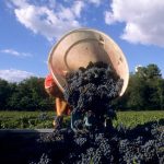 pesticidesvignoble