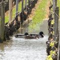 Côte d'or : galère dans les vignes