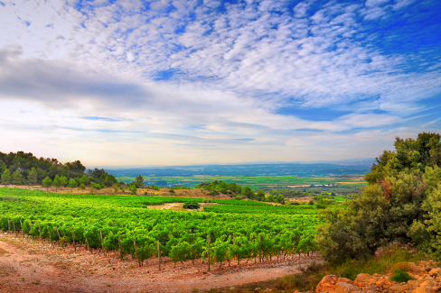 gerard-bertrand-clos-d'ora-angle-vignes-gilles-deschamps