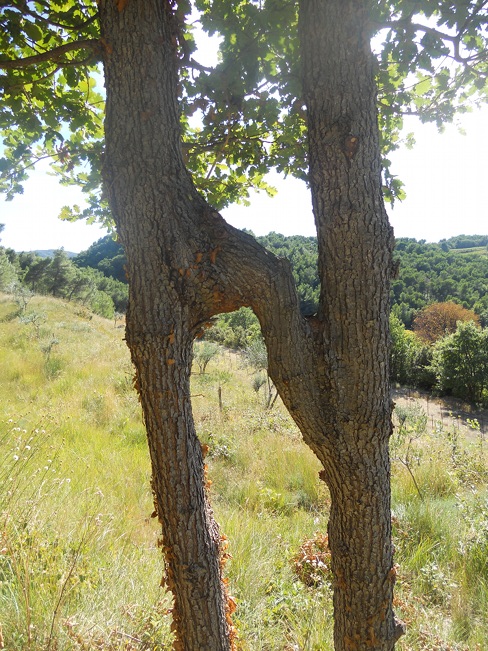 Château Cohola chêne