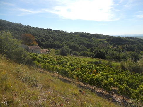 château Cohola Vignoble