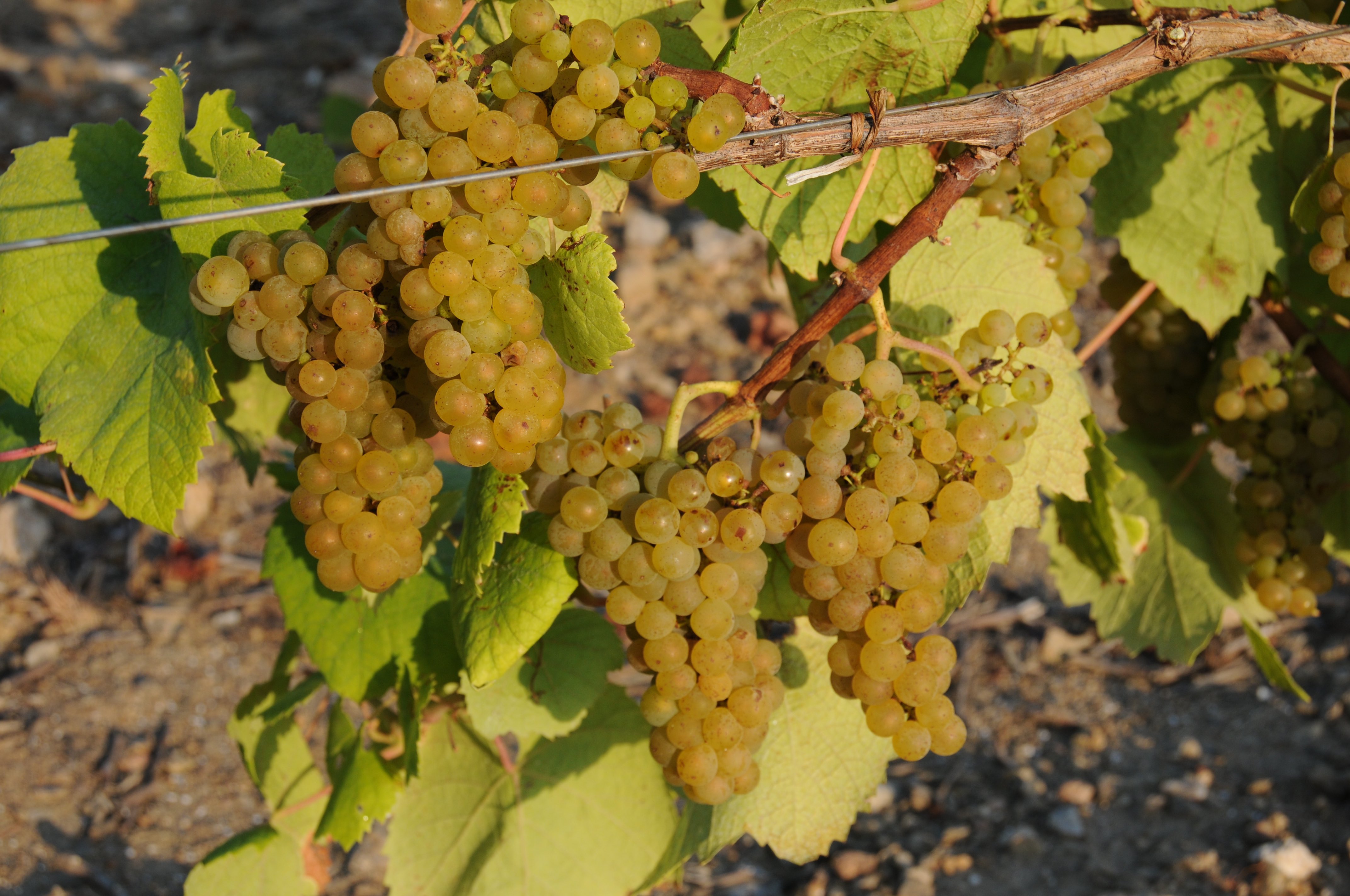 VIGNES MELON DE BOURGOGNE POUR LES CRUS DE NANTES VIGNES MELON DE BOURGOGNE POUR LES CRUS DE