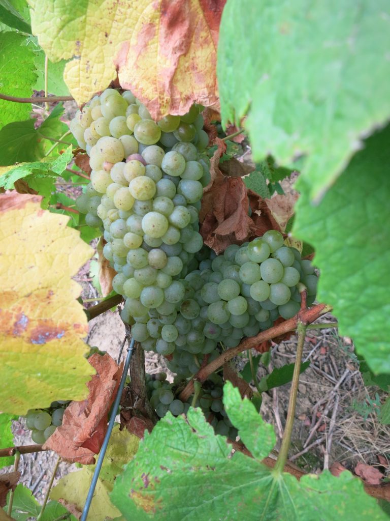 BACH cépage melon de Bourgogne IMG_1771 BACH cépage melon de Bourgogne IMG_1771 Terre de Vins