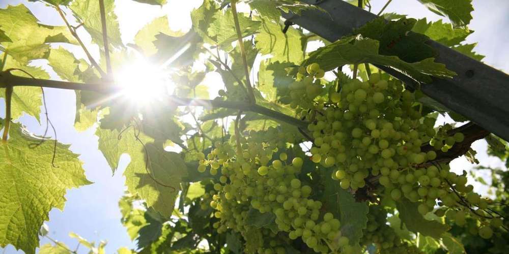 Réchauffement : vers un développement de la vigne en Bretagne ?