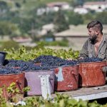 vendanges_beaujolais