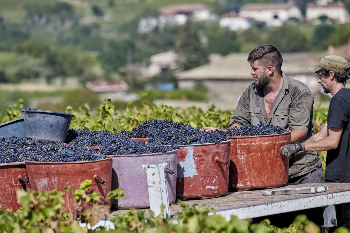 vendanges_beaujolais