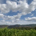 vignoble Provence©F.Hermine