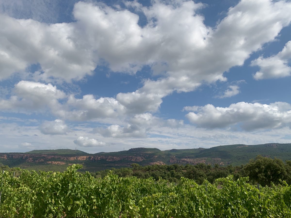 vignoble Provence©F.Hermine