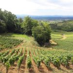 Vignoble de Givry_photo DR Clément L'hôte