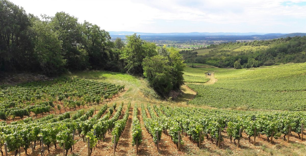 Vignoble de Givry_photo DR Clément L'hôte