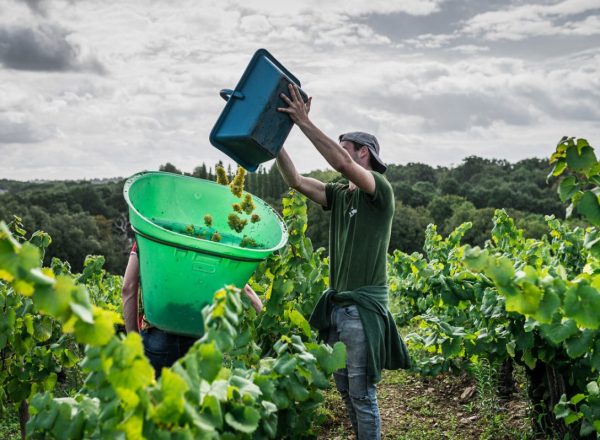 Vendanges-loire