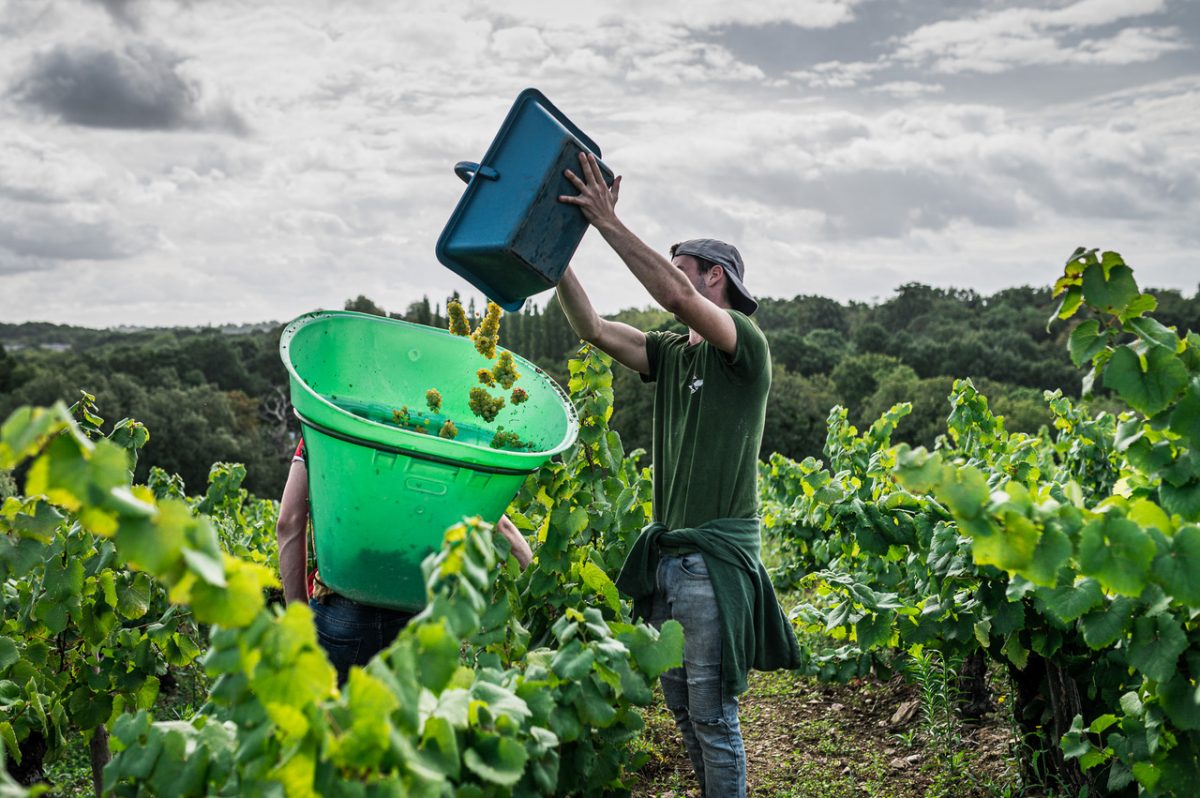 Vendanges-loire