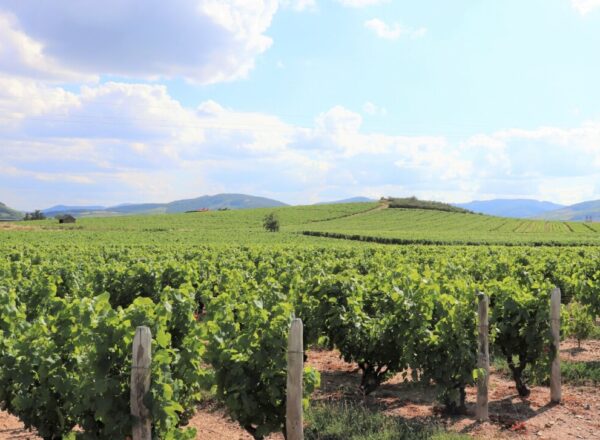 vignes