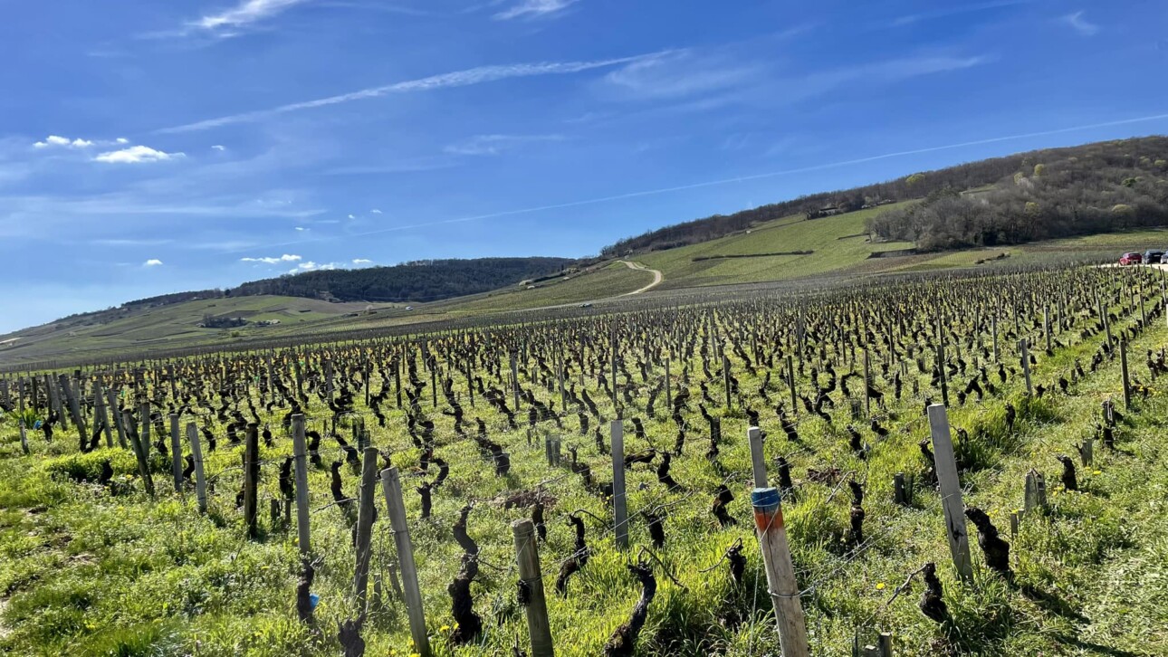 Trop chère, la Bourgogne ? 15 cuvées qui prouvent l'inverse