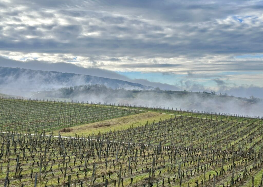 Vignes du Jura