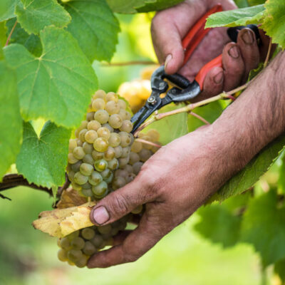Main d'un vendengeur avec sécateur sur une grappe de melon de Bourgogne dans le Muscadet