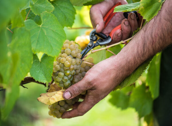 Main d'un vendengeur avec sécateur sur une grappe de melon de Bourgogne dans le Muscadet