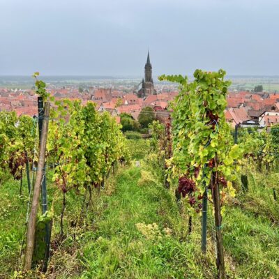 Vignes sous la brume pendant les vendanges en Alsace
