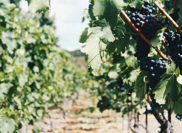 vignes