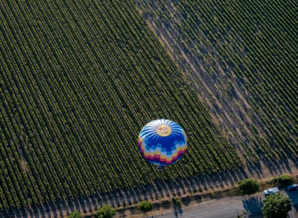 Montgolfière dans les vignes