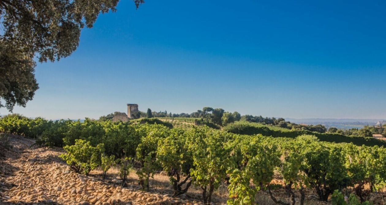 Verticale de Châteauneuf : vieux mais fringants