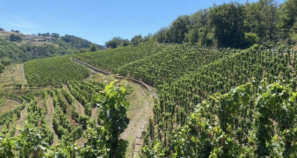 vigne terrasse rhône nord