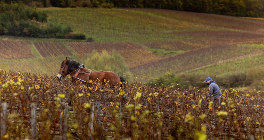 cheval ardennais dans les vignes champagne drappier