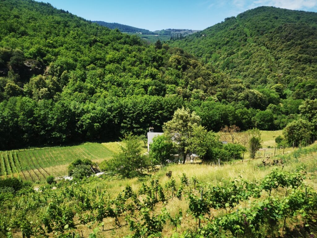 vignes en bancels cévennes lozère