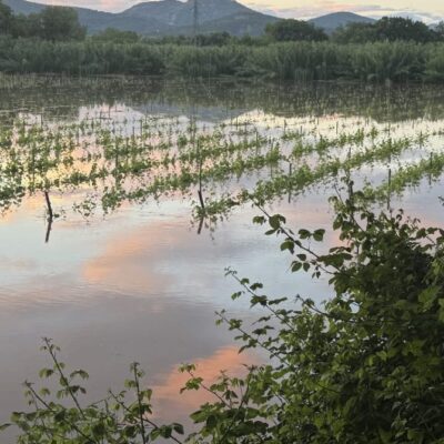 vignes inondées provence mai 2025