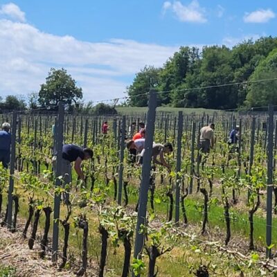madiran grêle taille vigne