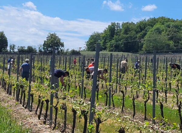 madiran grêle taille vigne
