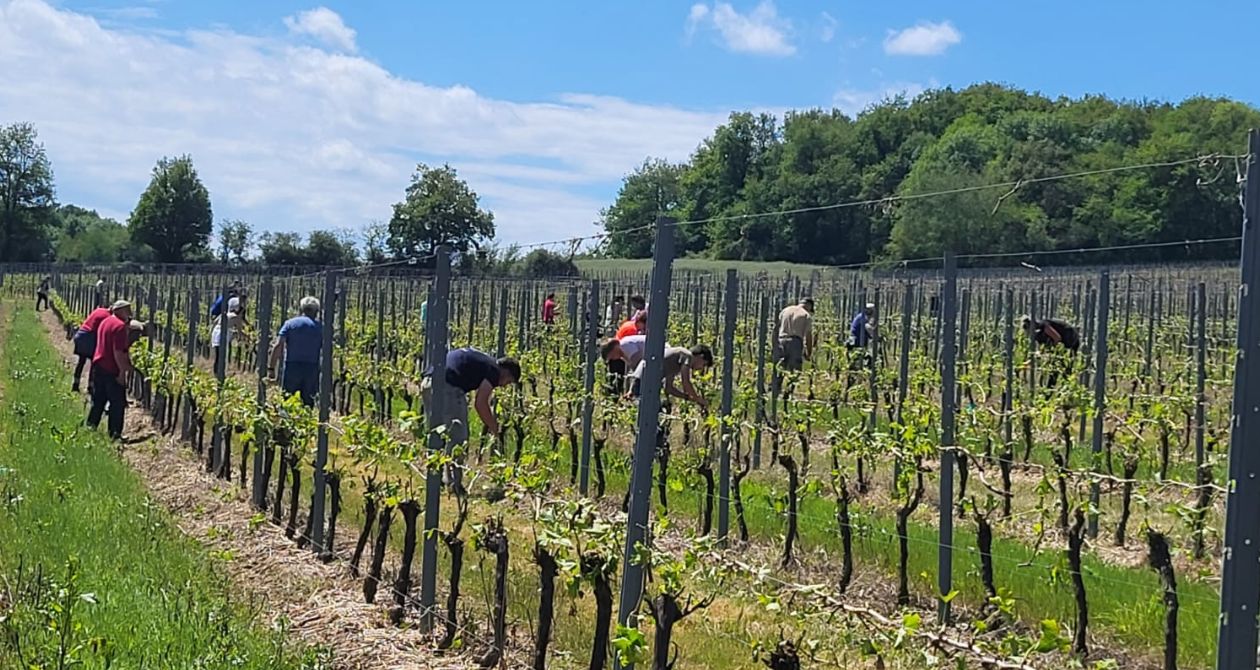 madiran grêle taille vigne