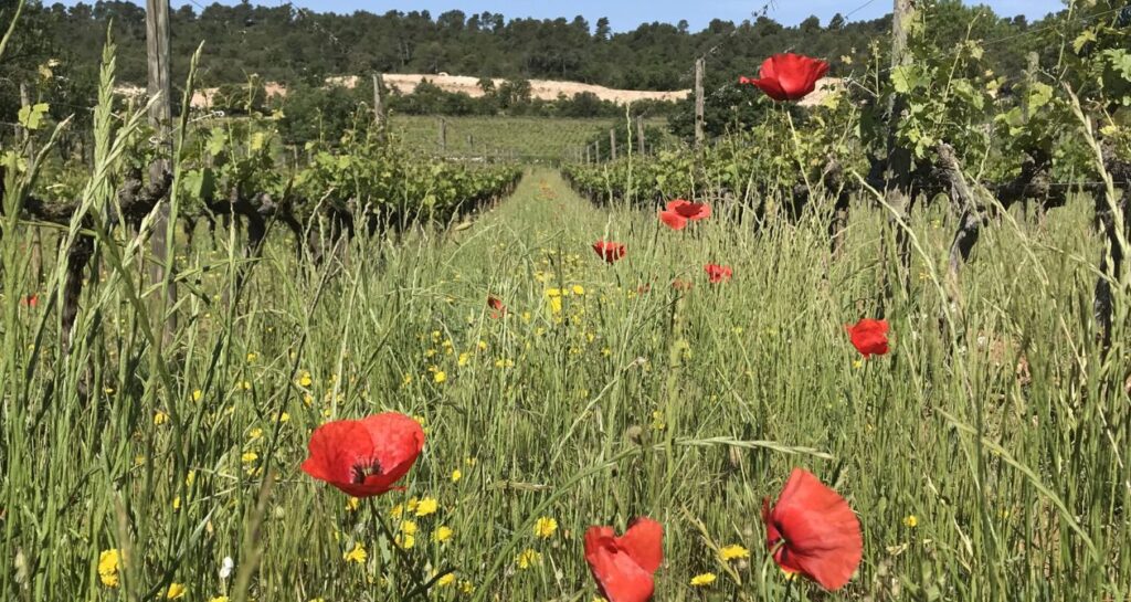vignes enherbées coquelicots