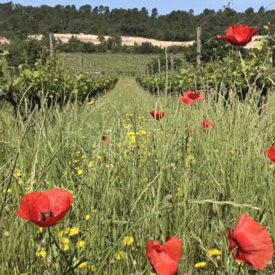 vignes enherbées coquelicots