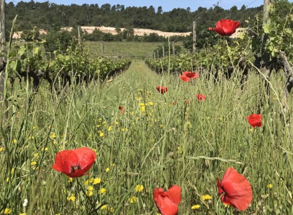 vignes enherbées coquelicots