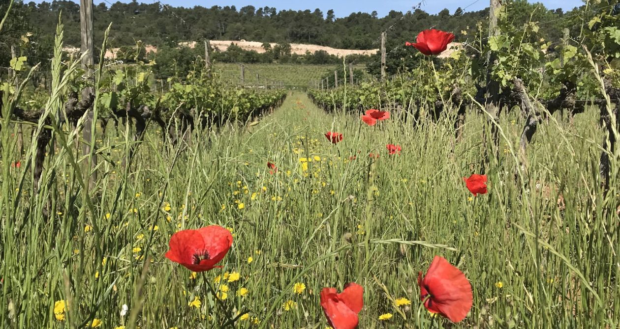 vignes enherbées coquelicots