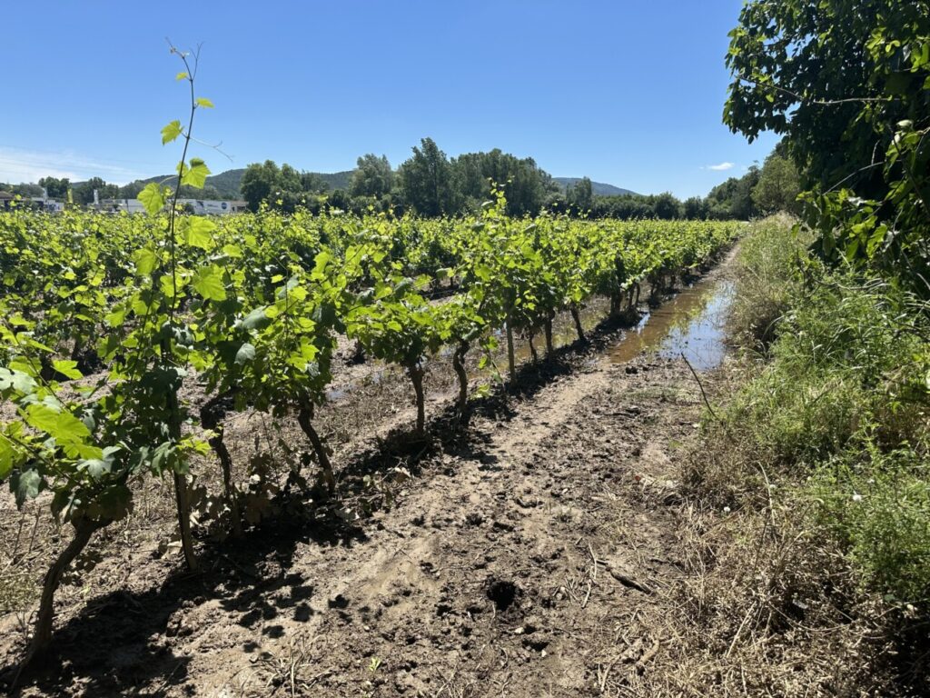 boue dans les vignes suite aux inondations provence mai 2025