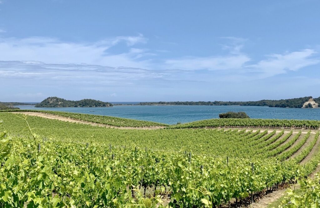vigne mer corse
