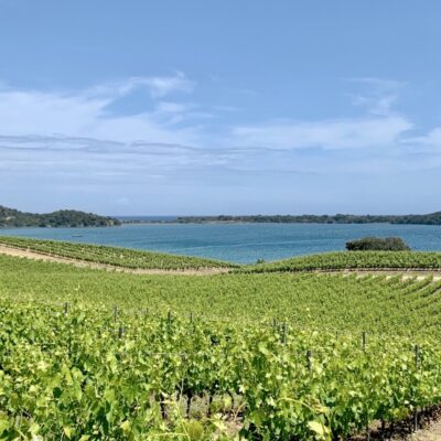 vigne mer corse