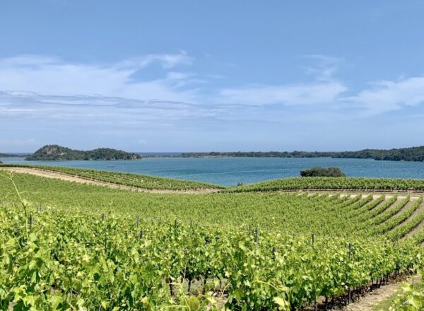 vigne mer corse